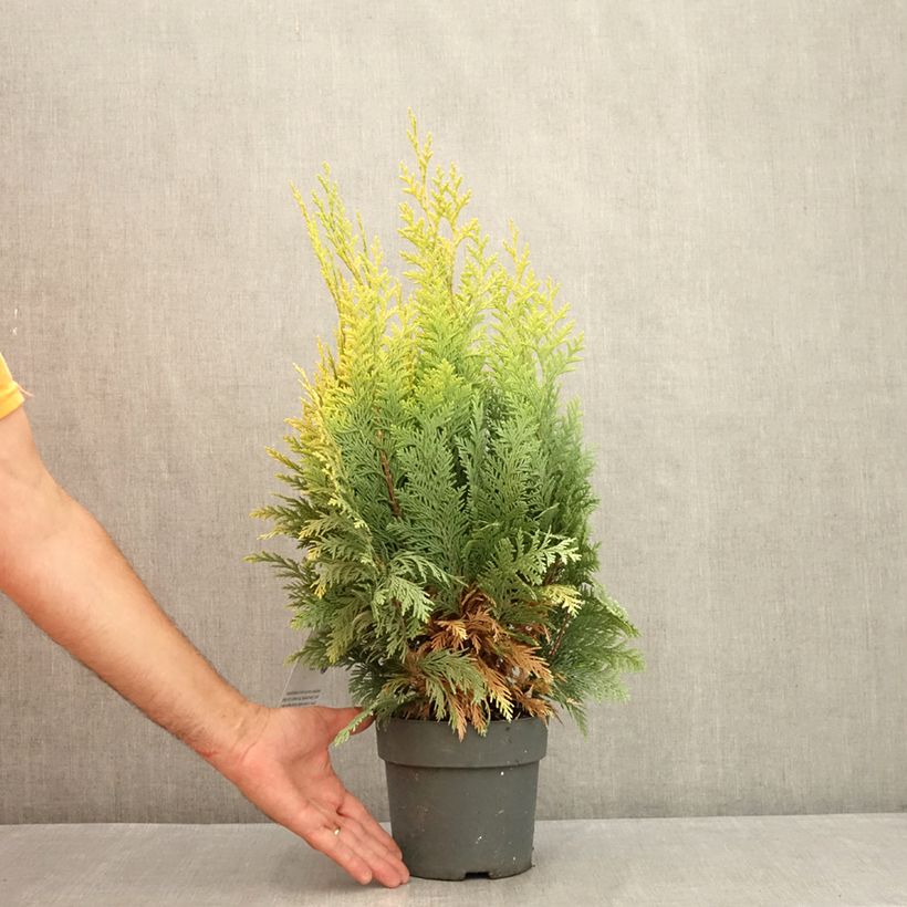 Esemplare di Chamaecyparis lawsoniana Alumigold - Cipresso bianco Vaso da 2L/3L consegnato in estate
