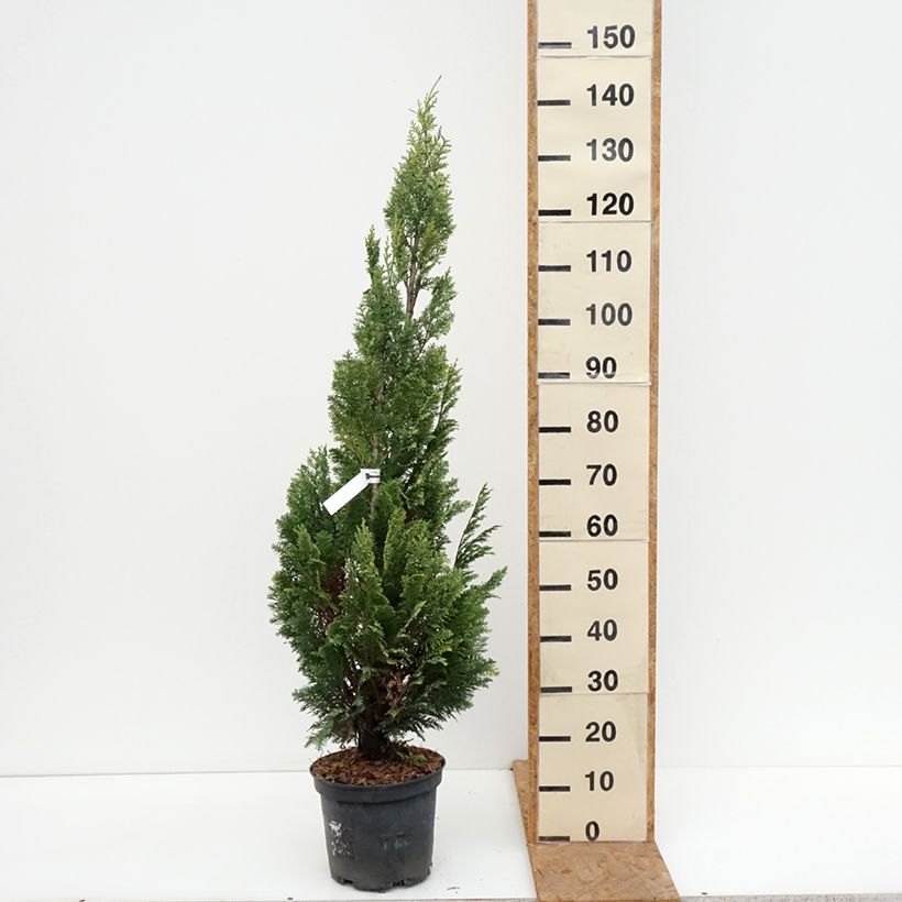 Esemplare di Chamaecyparis lawsoniana Alumigold - Cipresso bianco Vaso da 7,5L/10L come consegnato in autunno