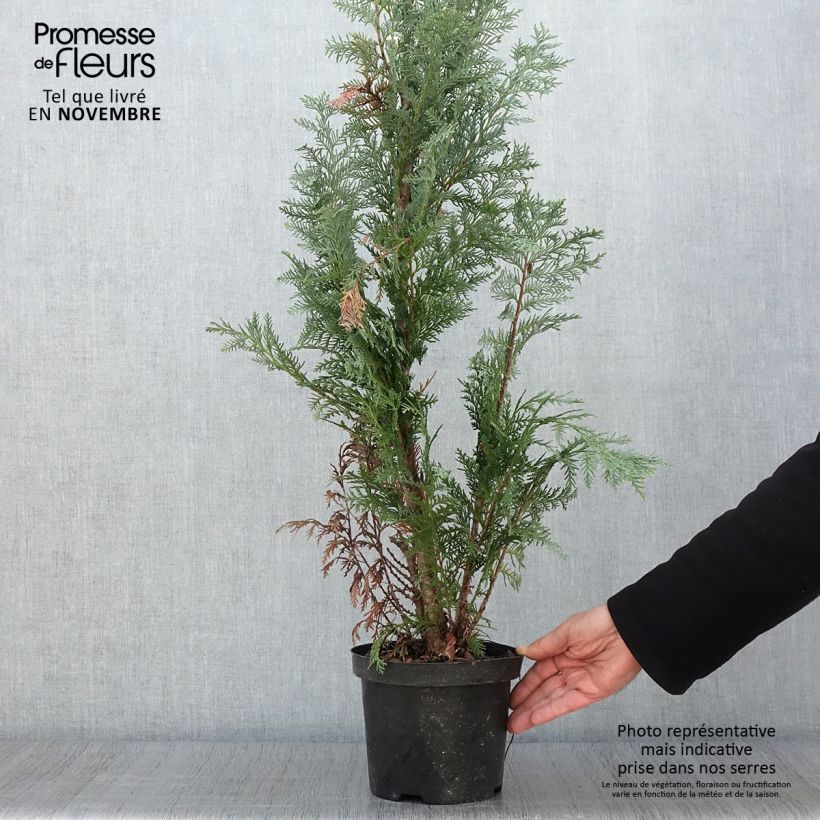 Esemplare di Chamaecyparis lawsoniana Alumii - Cipresso bianco Vaso da 3L/4L come consegnato in autunno