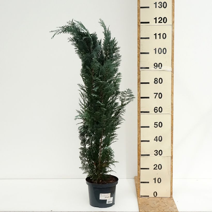 Esemplare di Chamaecyparis lawsoniana Columnaris - Cipresso bianco Vaso da 4L/5L consegnato in estate