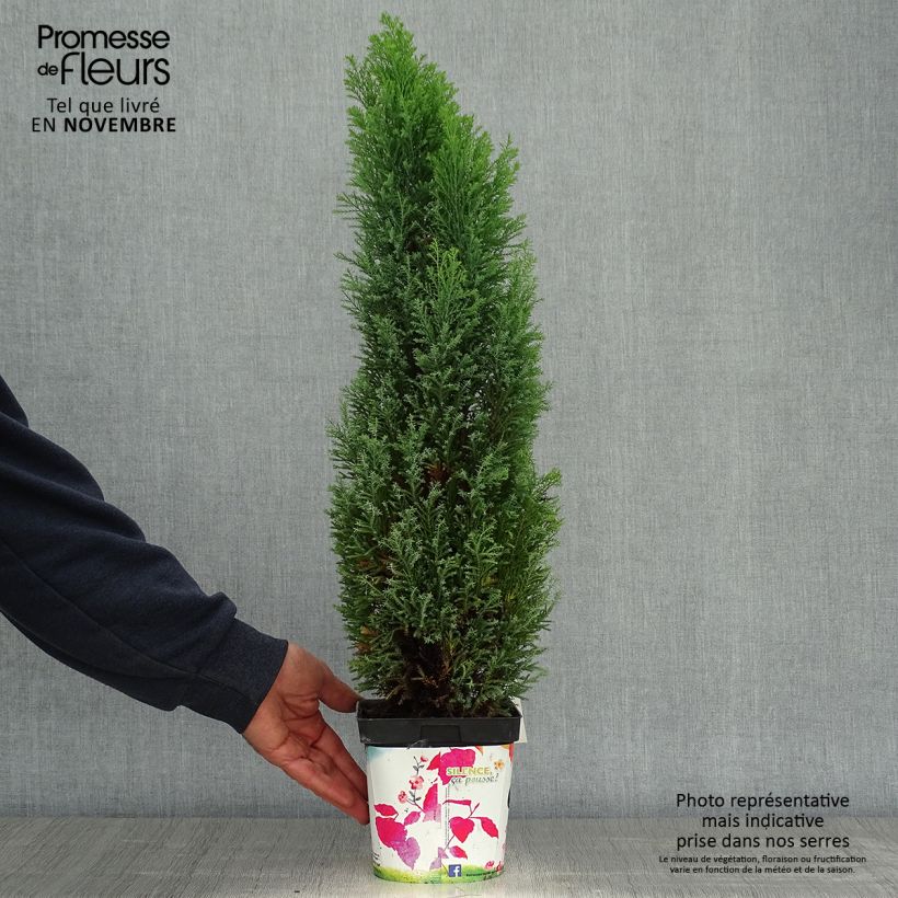 Esemplare di Chamaecyparis lawsoniana Elwoodii - Cipresso bianco Vaso da 2L/3L come consegnato in autunno