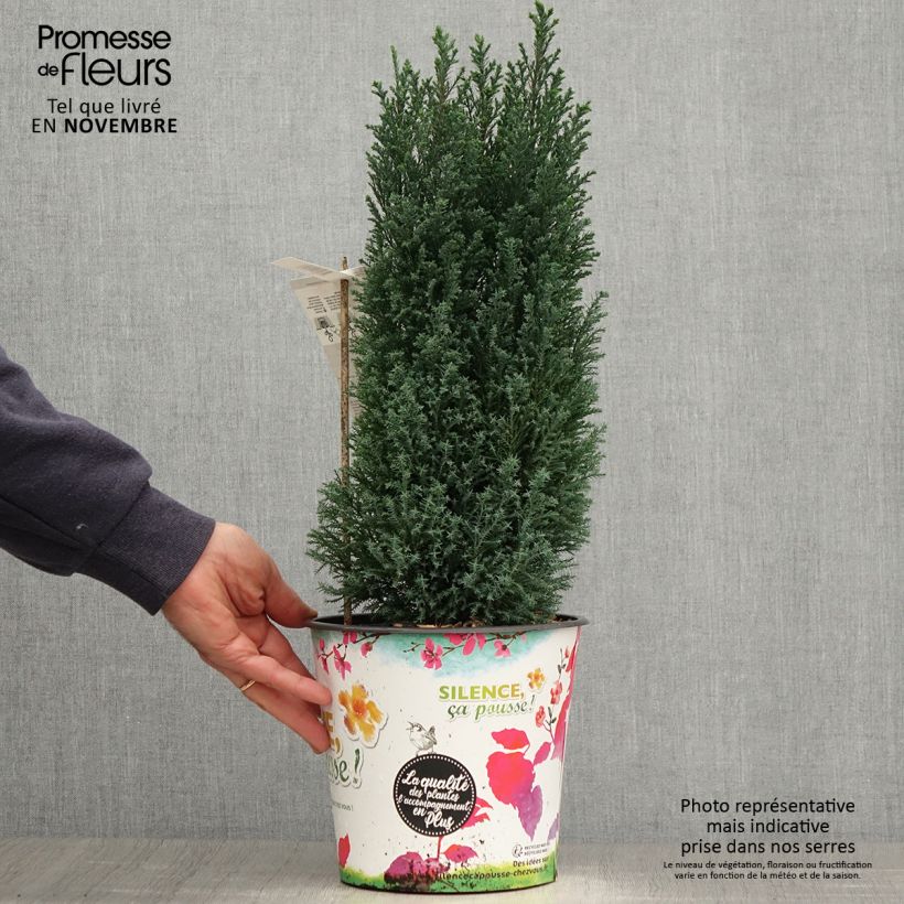 Esemplare di Chamaecyparis lawsoniana Elwoodii - Cipresso bianco Vaso da 4L/5L come consegnato in autunno