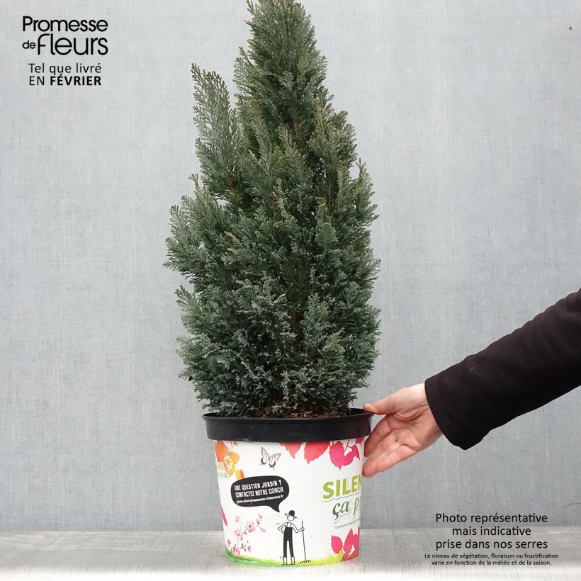 Chamaecyparis lawsoniana Elwoodii - Cipresso bianco Vaso da 7,5L/10L esemplare consegnato in inverno
