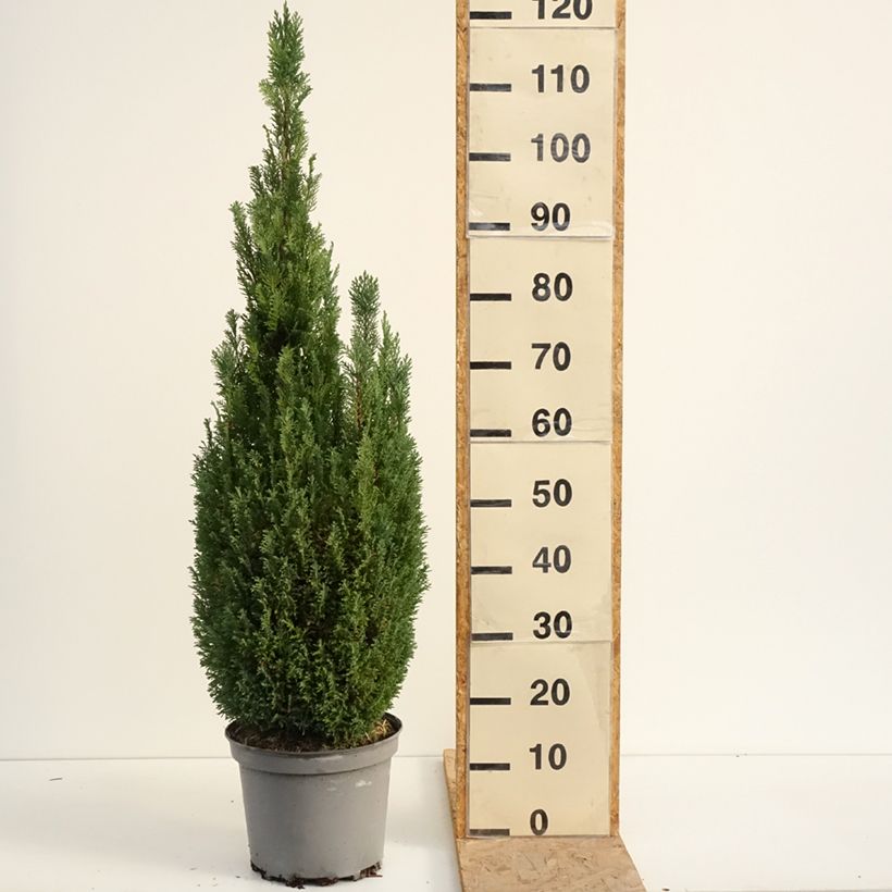 Esemplare di Chamaecyparis lawsoniana Elwoodii - Cipresso bianco Vaso da 7,5L/10L consegnato in estate