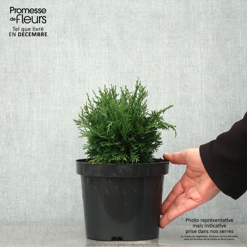 Esemplare di Chamaecyparis lawsoniana Green Globe - Cipresso bianco Vaso da 2L/3L come consegnato in autunno