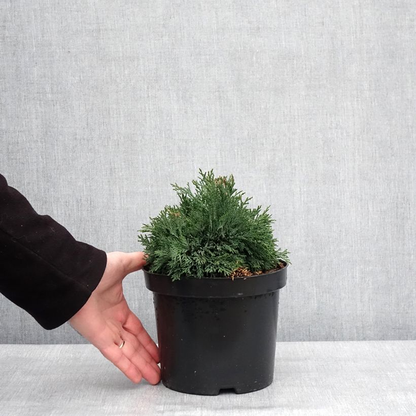 Chamaecyparis lawsoniana Green Globe - Cipresso bianco Vaso da 2L/3L esemplare consegnato in inverno