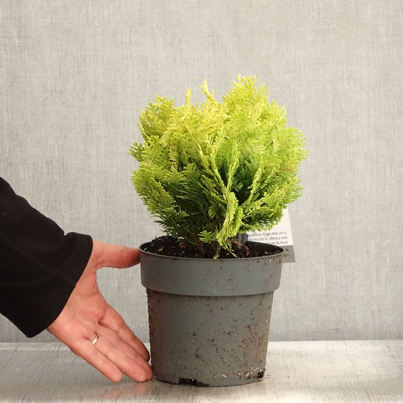 Esemplare di Chamaecyparis lawsoniana Minima Aurea - Cyprès de Lawson nain Pot de 2L/3L come consegnato in autunno