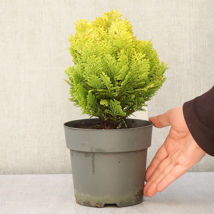 Chamaecyparis lawsoniana Minima Aurea - Cipresso bianco Vaso da 2L/3L esemplare consegnato in primavera
