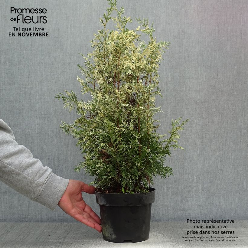 Esemplare di Chamaecyparis lawsoniana Pearly Swirls - Cipresso bianco Vaso da 2L/3L come consegnato in autunno