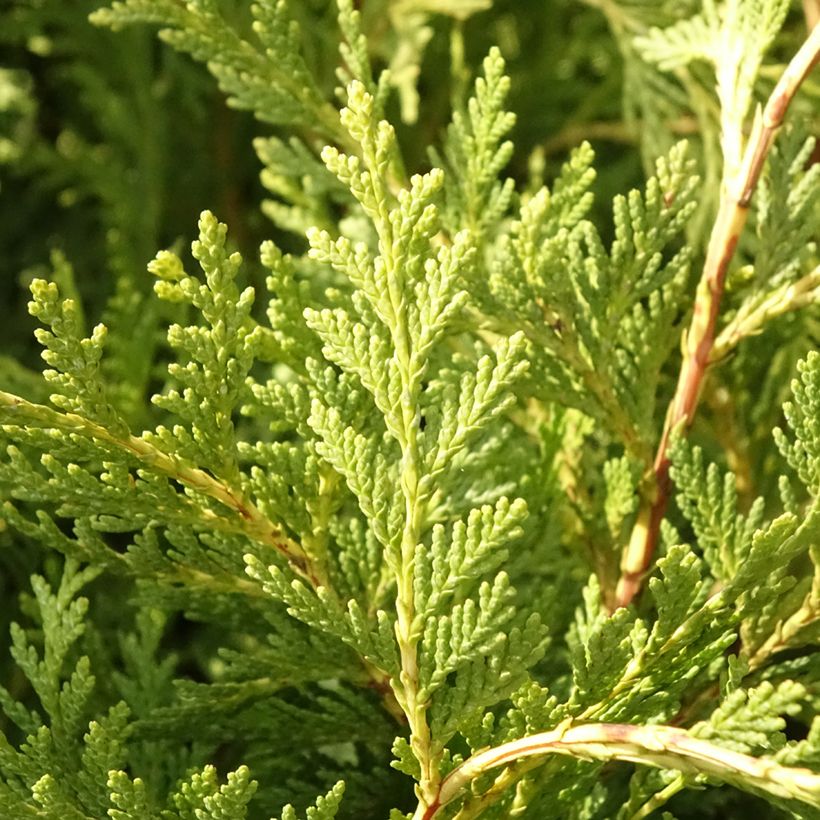 Chamaecyparis lawsoniana Sunkist - Cipresso bianco (Fogliame)