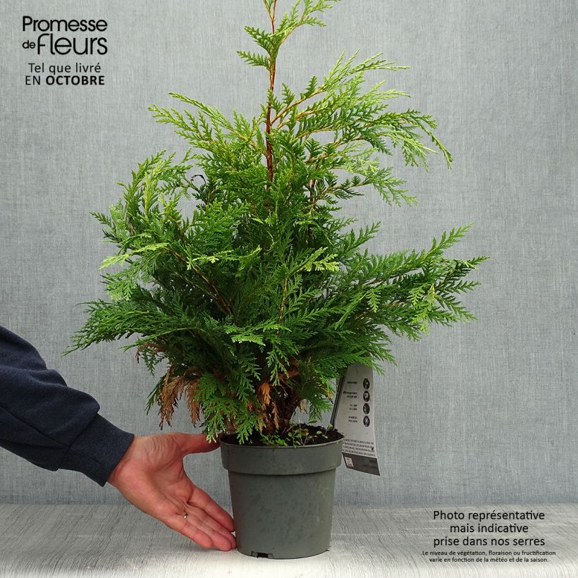 Esemplare di Chamaecyparis lawsoniana Sunkist - Cipresso bianco Vaso da 2L/3L come consegnato in autunno