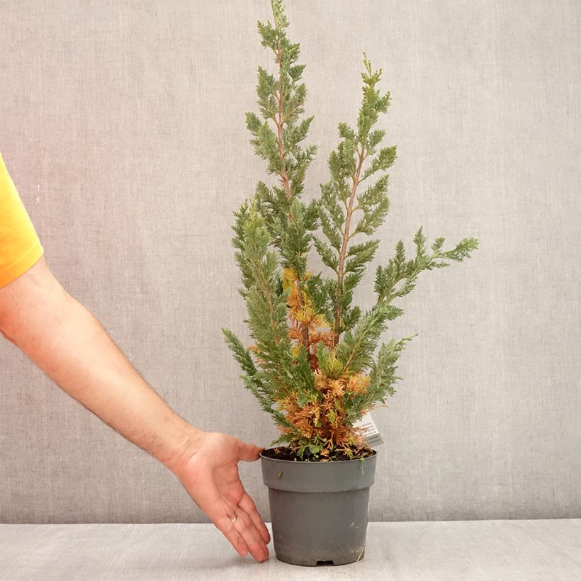 Esemplare di Chamaecyparis lawsoniana Wissel's Saguaro - Cipresso bianco Vaso da 2L/3L consegnato in estate