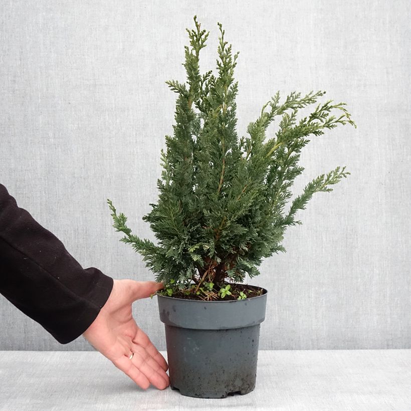Chamaecyparis lawsoniana Wissel's Saguaro - Cipresso bianco Vaso da 2L/3L esemplare consegnato in inverno