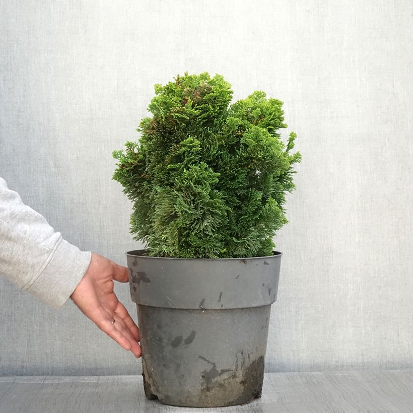 Esemplare di Chamaecyparis obtusa Aurea - Cipresso di Hinoki Vaso da 12L/15L come consegnato in autunno