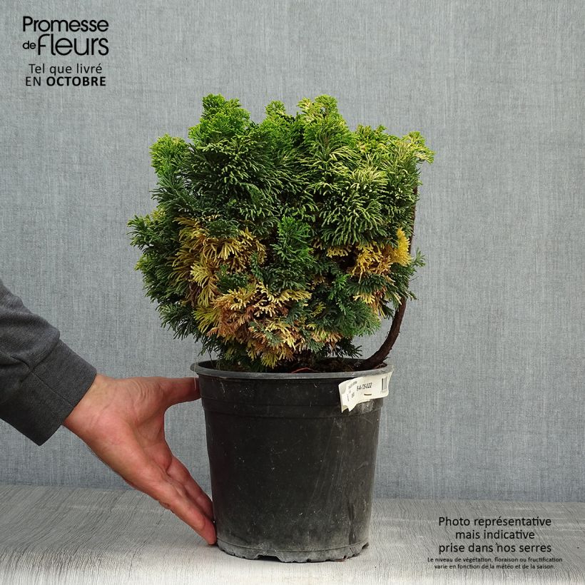 Esemplare di Chamaecyparis obtusa Aurora - Cipresso di Hinoki Vaso da 4L/5L come consegnato in autunno