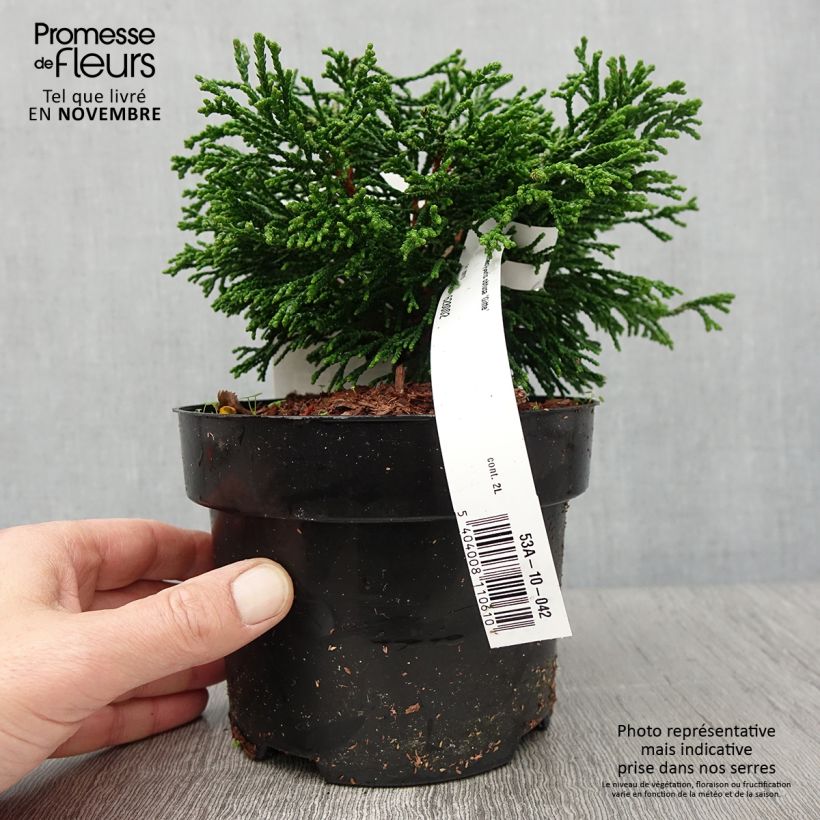 Esemplare di Chamaecyparis obtusa Gitte - Cipresso di Hinoki Vaso da 2L/3L come consegnato in autunno