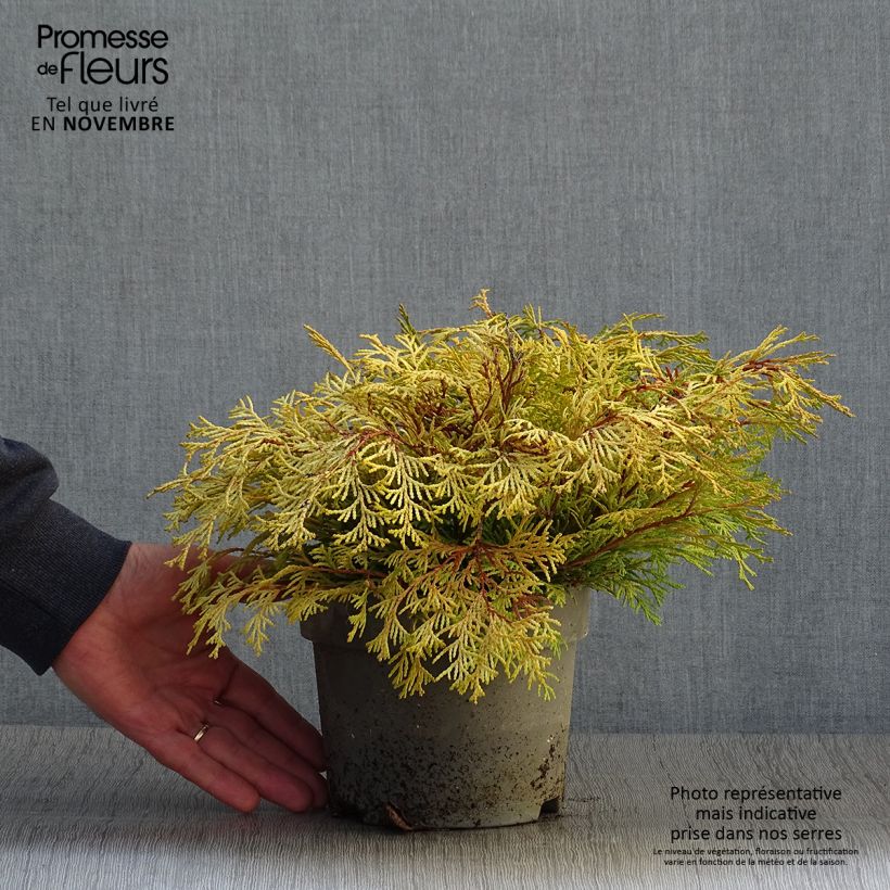 Esemplare di Chamaecyparis obtusa Kamarachiba - Cipresso di Hinoki Vaso da 2L/3L come consegnato in autunno