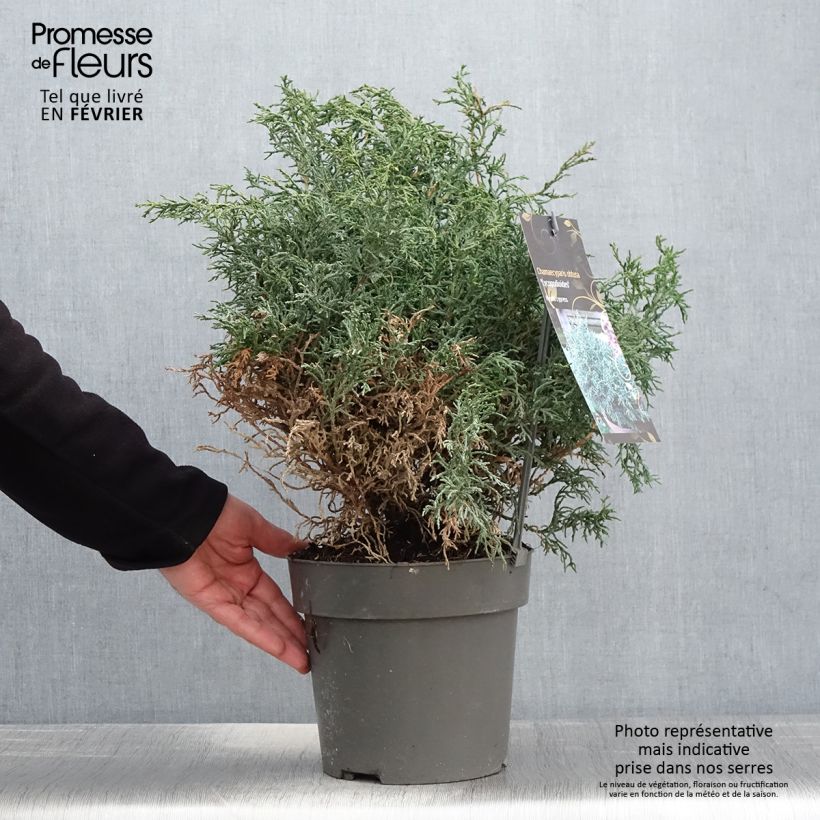 Chamaecyparis obtusa Lycopodioides - Cipresso di Hinoki Vaso da 4L/5L esemplare consegnato in inverno