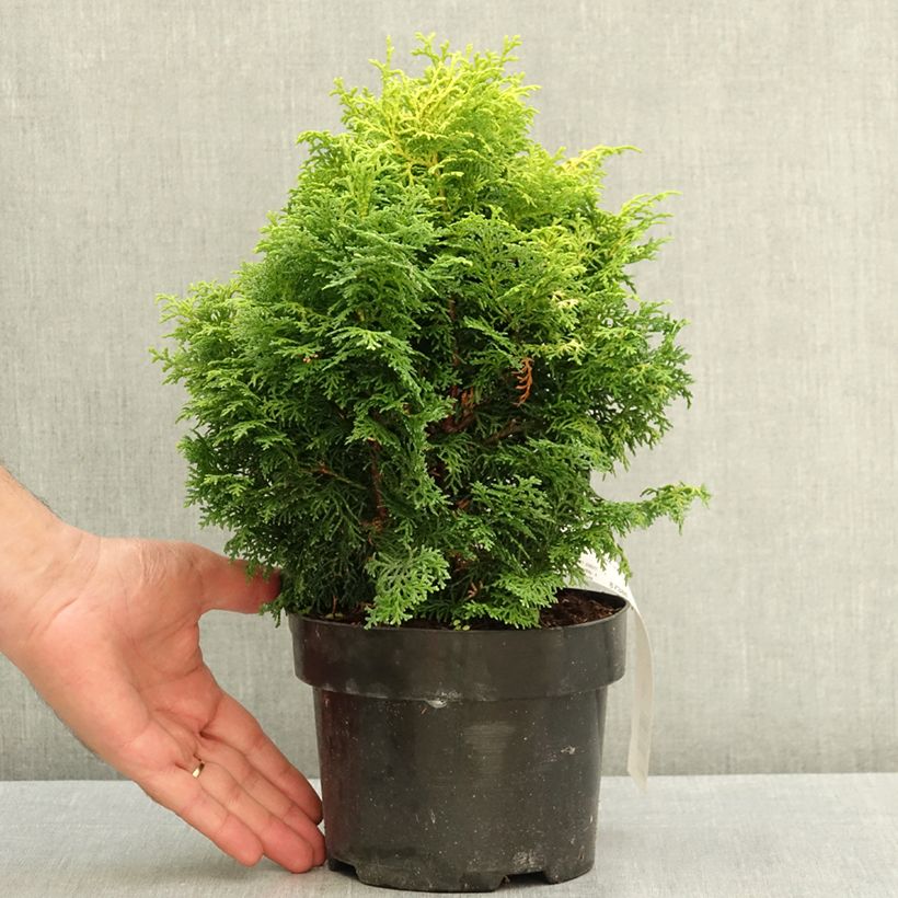 Esemplare di Chamaecyparis obtusa Melody - Cipresso di Hinoki Vaso da 2L/3L consegnato in estate