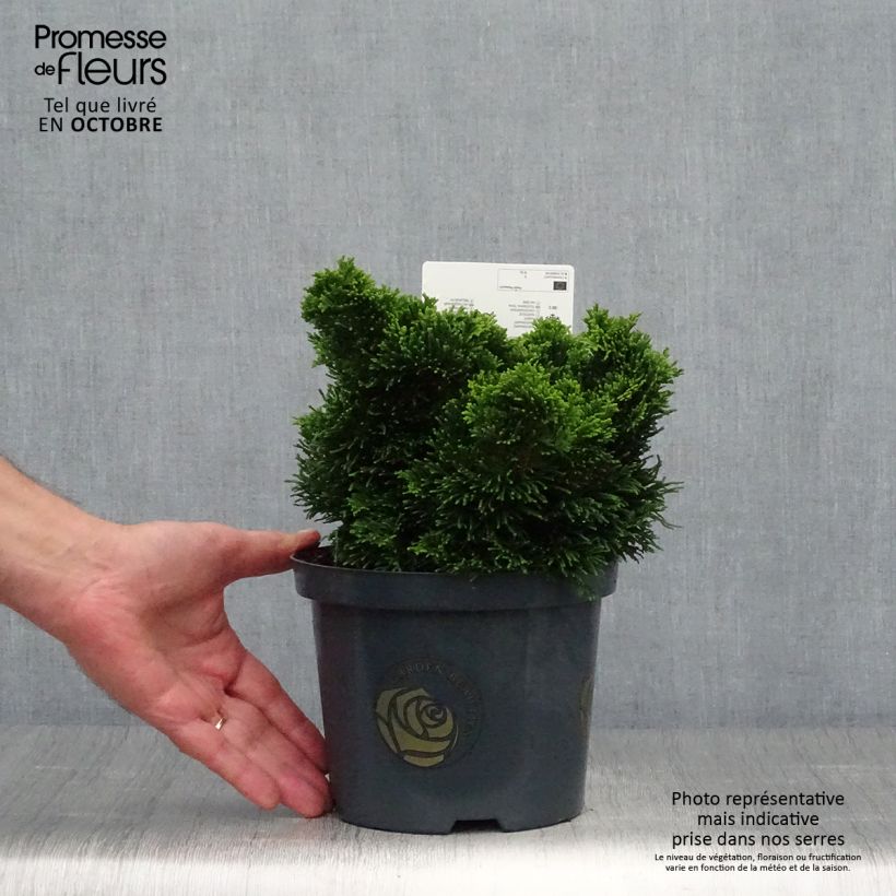 Esemplare di Chamaecyparis obtusa Nana Gracilis - Cipresso di Hinoki Vaso da 2L/3L come consegnato in autunno
