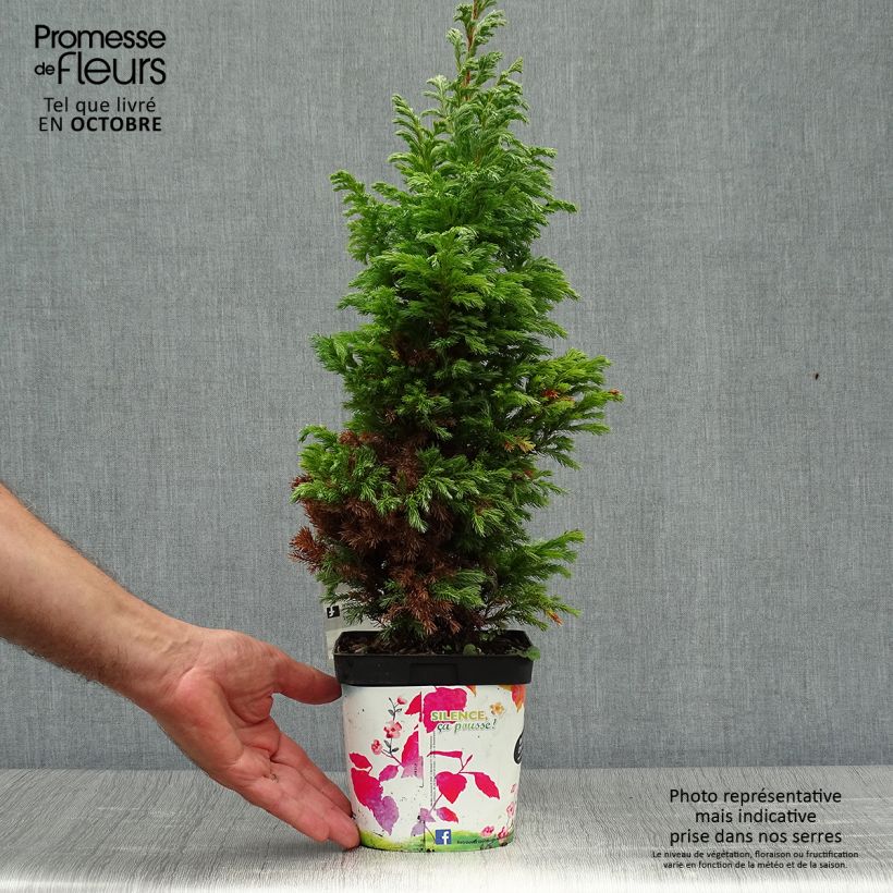 Esemplare di Chamaecyparis pisifera Boulevard Vaso da 2L/3L come consegnato in autunno