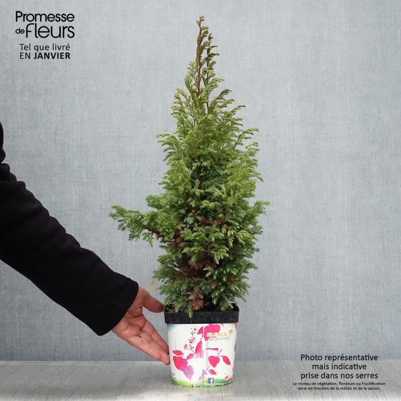 Chamaecyparis pisifera Boulevard Vaso da 2L/3L esemplare consegnato in inverno