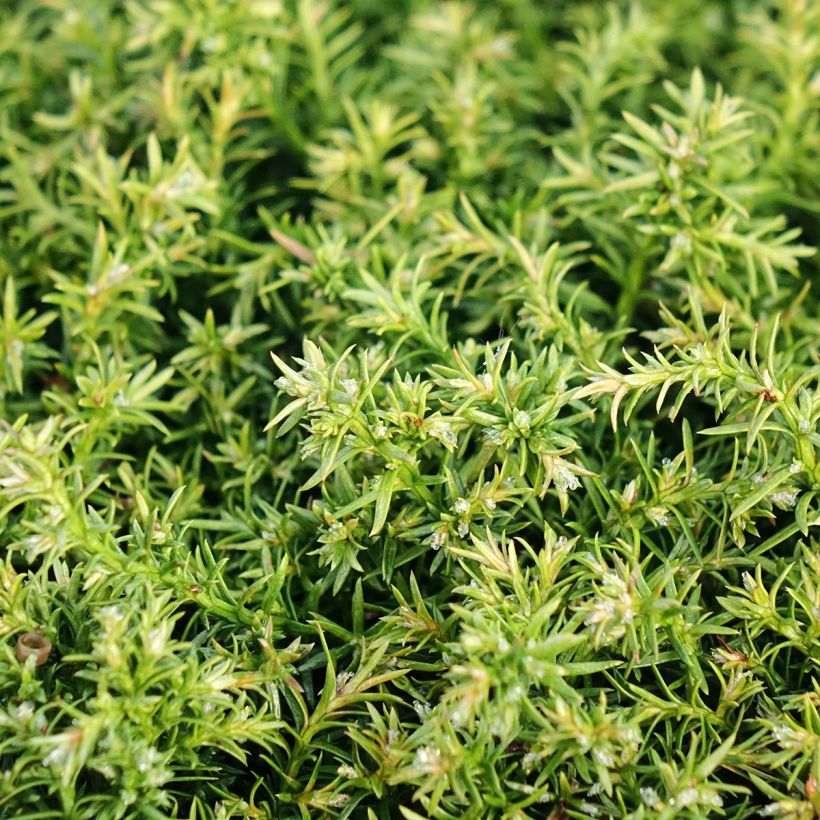 Chamaecyparis pisifera Cumulus (Fogliame)
