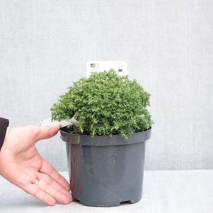 Esemplare di Chamaecyparis pisifera Cumulus Vaso da 2L/3L come consegnato in autunno