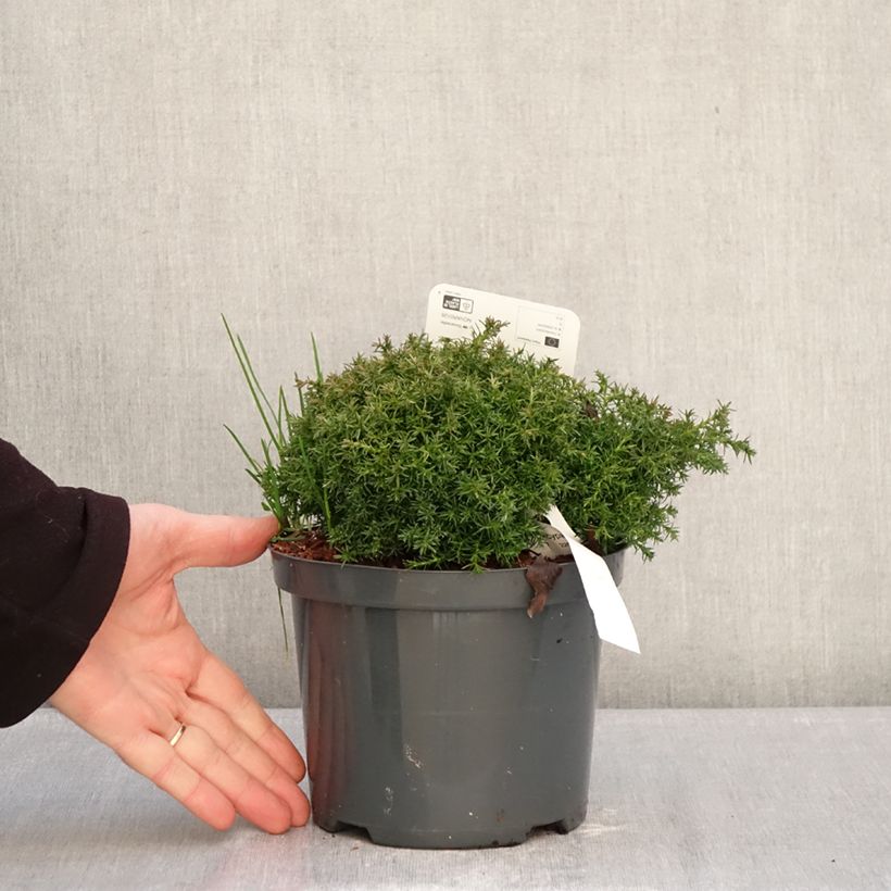 Chamaecyparis pisifera Cumulus Vaso da 2L/3L esemplare consegnato in inverno