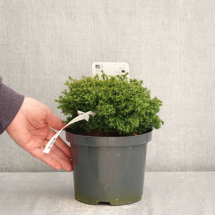 Chamaecyparis pisifera Cumulus Vaso da 2L/3L esemplare consegnato in primavera