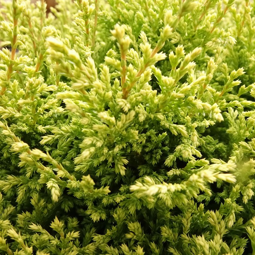 Chamaecyparis pisifera Plumosa Compressa (Fogliame)