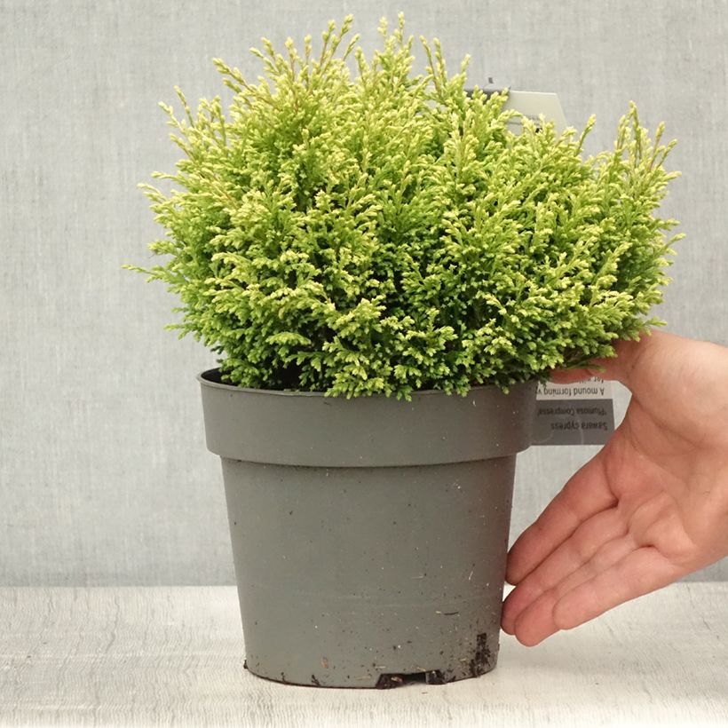Esemplare di Chamaecyparis pisifera Plumosa Compressa Vaso da 2L/3L consegnato in estate