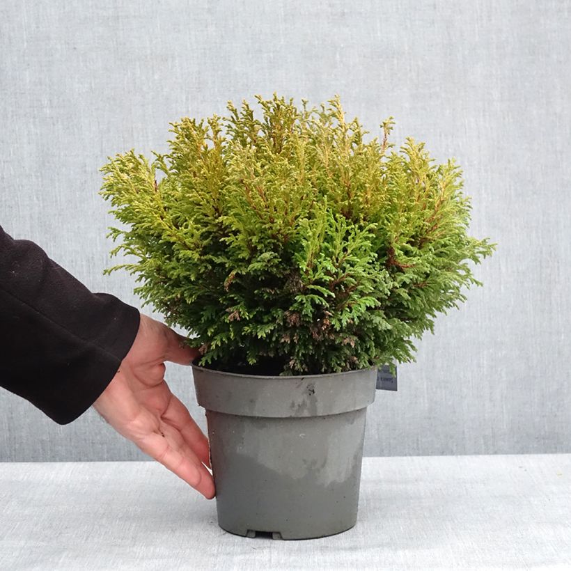 Chamaecyparis pisifera Plumosa Compressa Vaso da 2L/3L esemplare consegnato in inverno