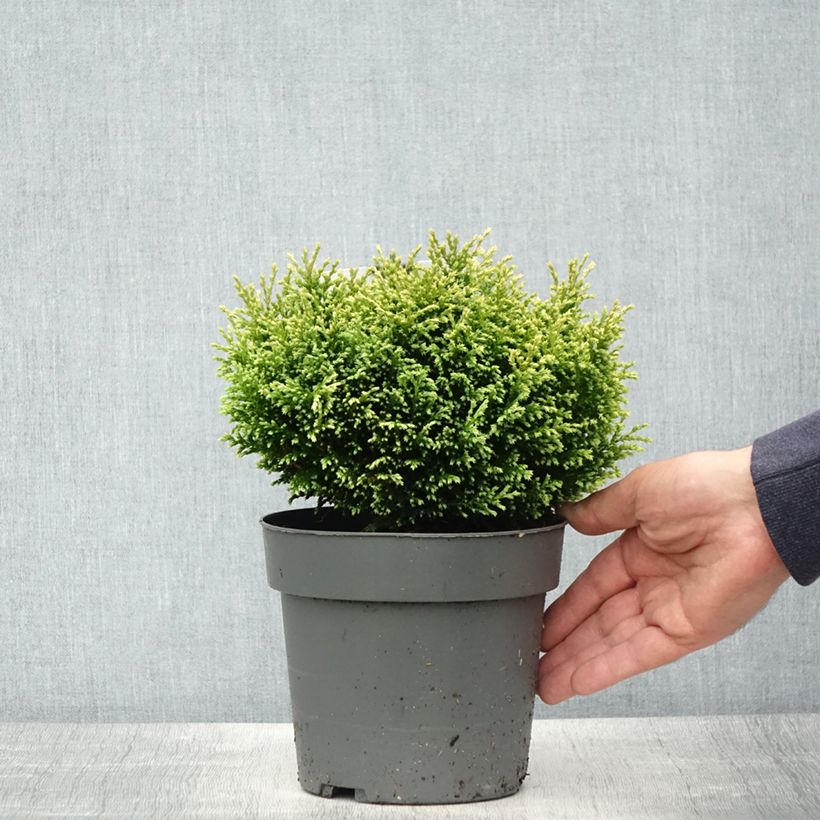 Chamaecyparis pisifera Plumosa Compressa Vaso da 2L/3L esemplare consegnato in primavera