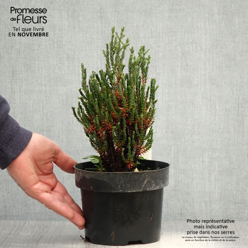 Esemplare di Chamaecyparis thyoides Blue Rock Vaso da 2L/3L come consegnato in autunno