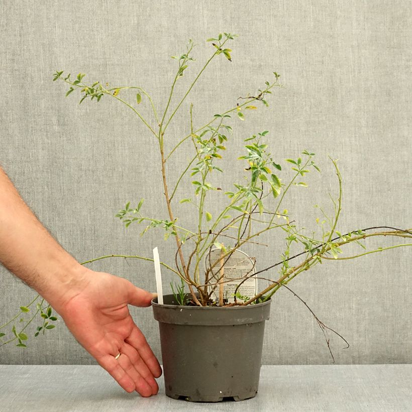 Esemplare di Chamaecytisus purpureus - Citiso purpureo Vaso da 3L/4L consegnato in estate
