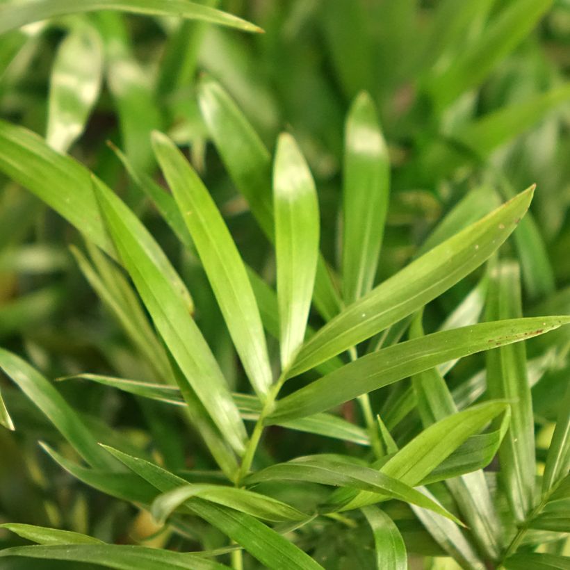 Chamaedorea elegans - Palma della fortuna (Fogliame)