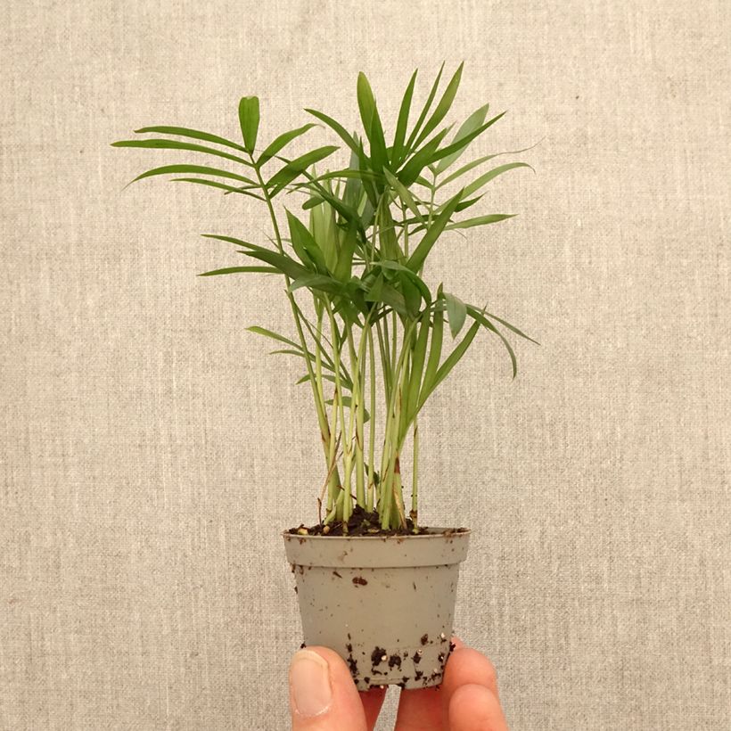 Chamaedorea elegans - Palma della fortuna mini-pianta esemplare consegnato in primavera