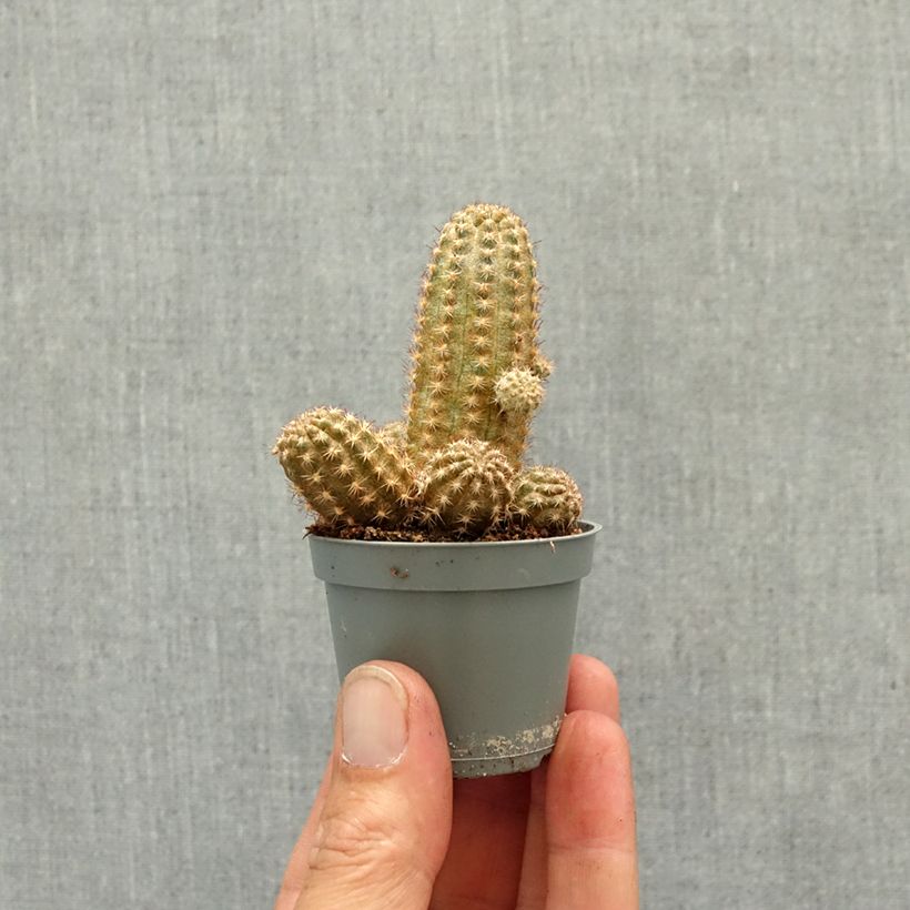 Chamaelobivia Paolinae Mini-plante esemplare consegnato in primavera