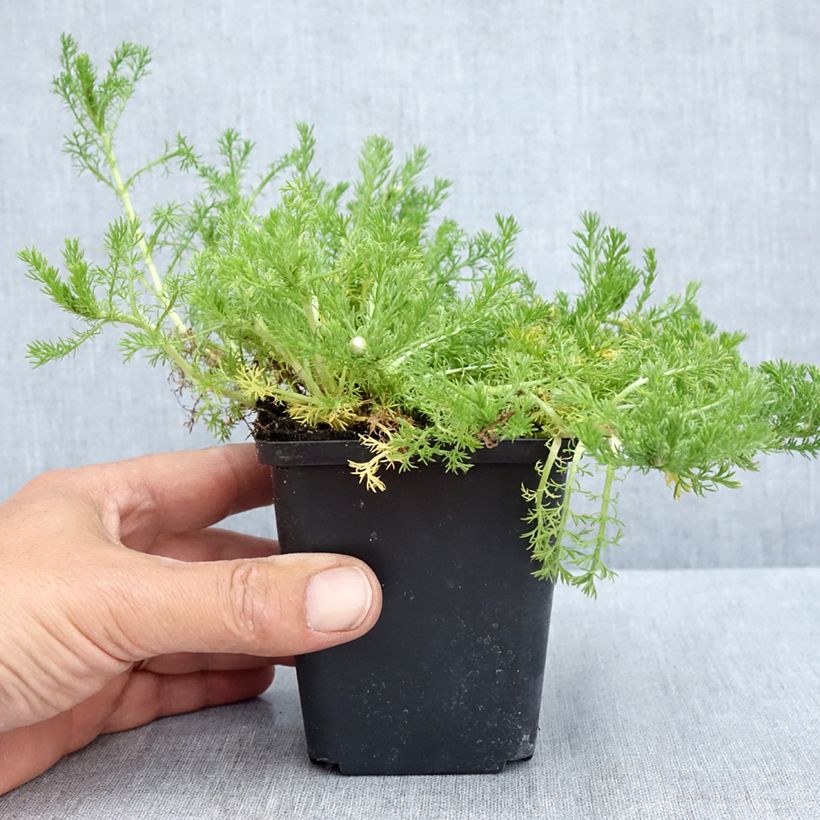 Chamaemelum nobile Flore Pleno - Camomilla romana Vasetto da 8/9 cm esemplare consegnato in primavera