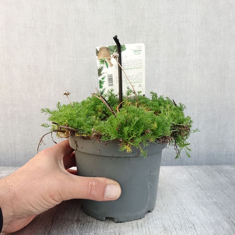 Esemplare di Chamaemelum nobile Flore Pleno - Camomilla romana Vaso da 1,5L/2L come consegnato in autunno
