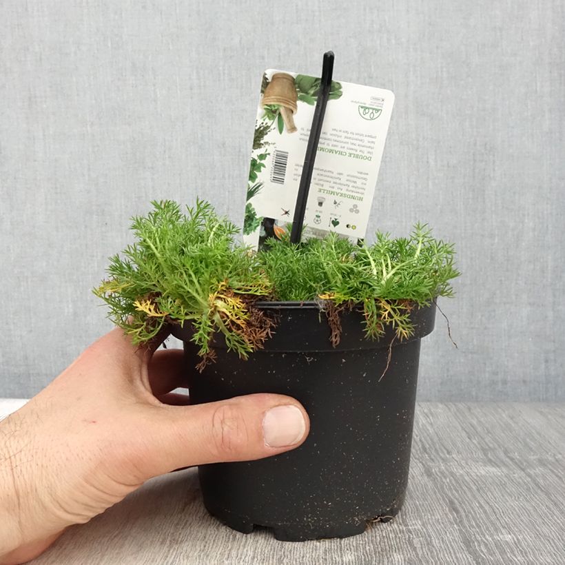 Chamaemelum nobile Flore Pleno - Camomilla romana Vaso da 1,5L/2L esemplare consegnato in primavera