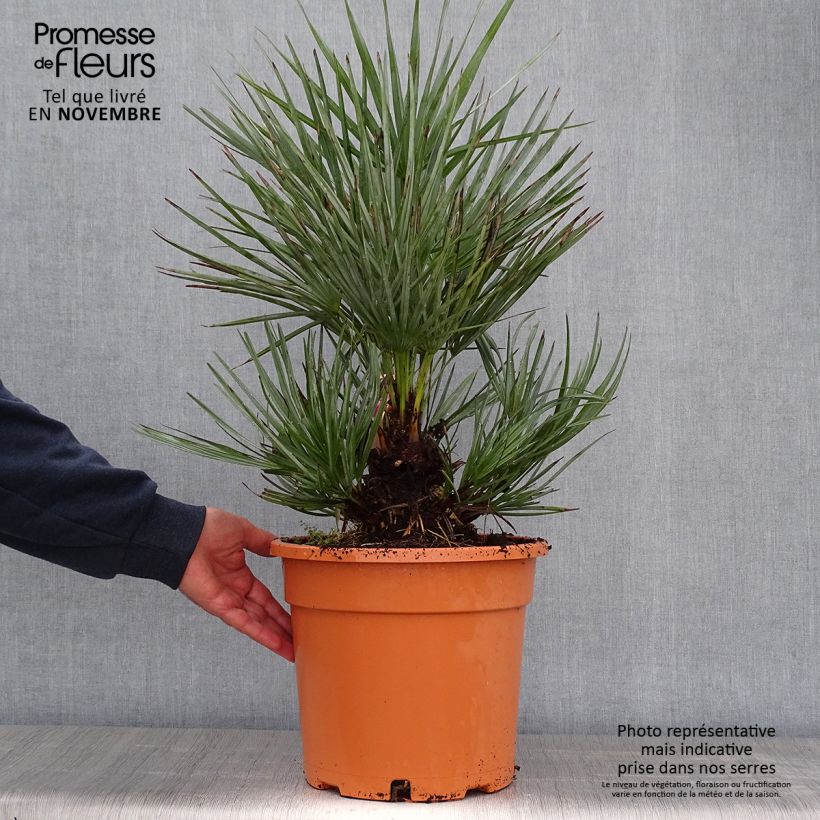 Esemplare di Chamaerops humilis var. cerifera - Palma di San Pietro Vaso da 7,5L/10L come consegnato in autunno