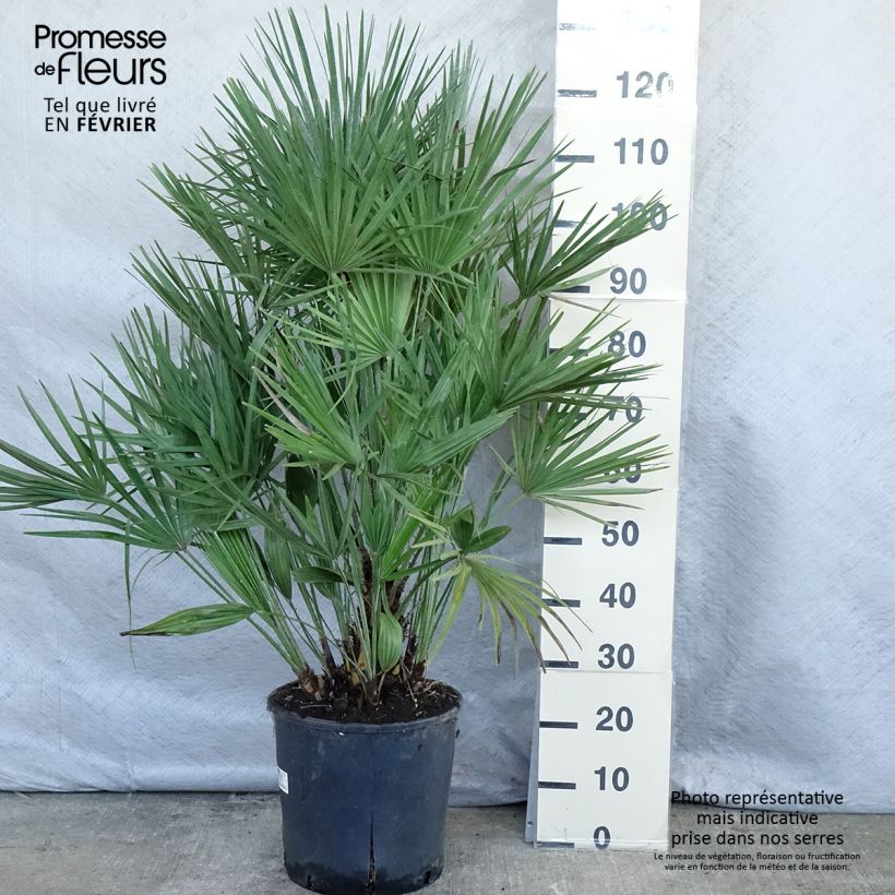 Chamaerops humilis - Palma di San Pietro Vaso da 12L/15L esemplare consegnato in inverno