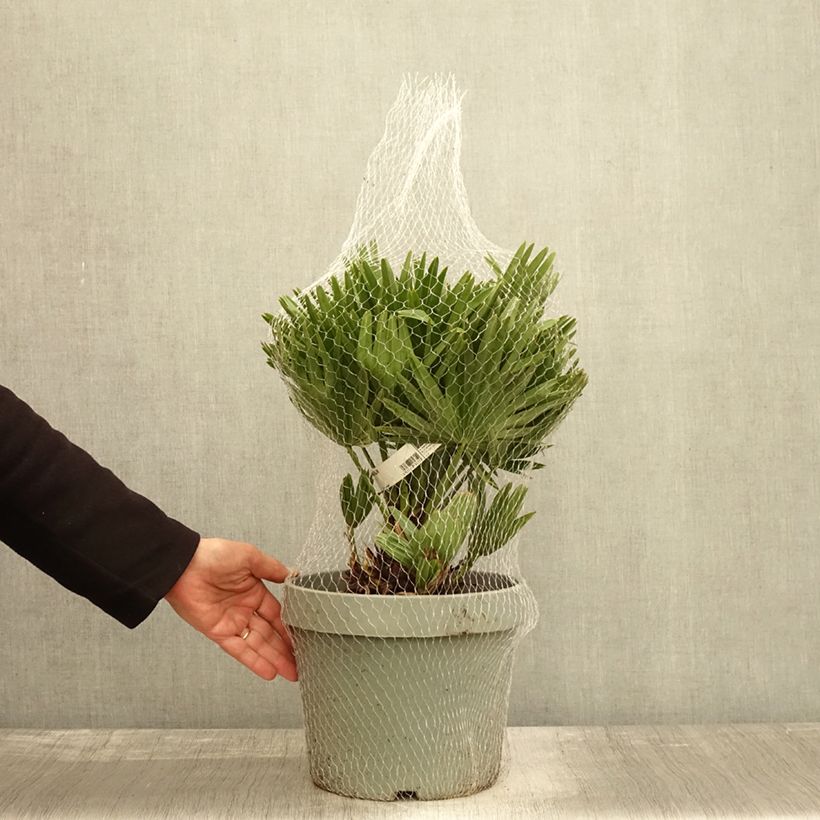 Esemplare di Chamaerops humilis Vulcano - Palma di San Pietro Vaso da 4L/5L come consegnato in autunno
