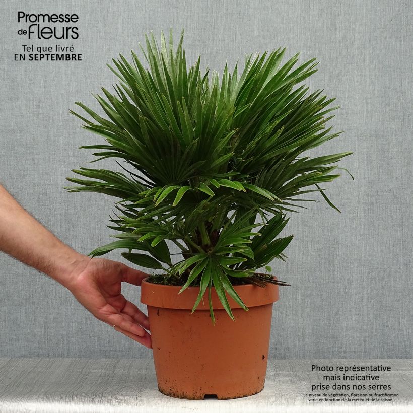 Esemplare di Chamaerops humilis Vulcano - Palma di San Pietro Vaso da 6L/7L come consegnato in autunno