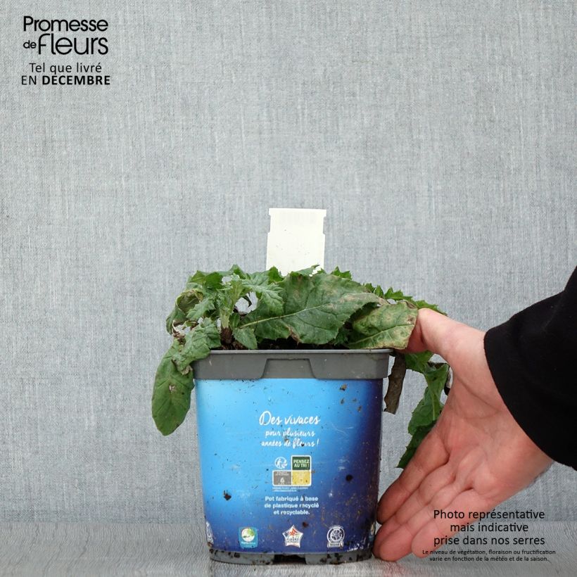 Esemplare di Echinops ritro - Cardo-pallottola coccodrillo Vaso da 2L/3L come consegnato in autunno