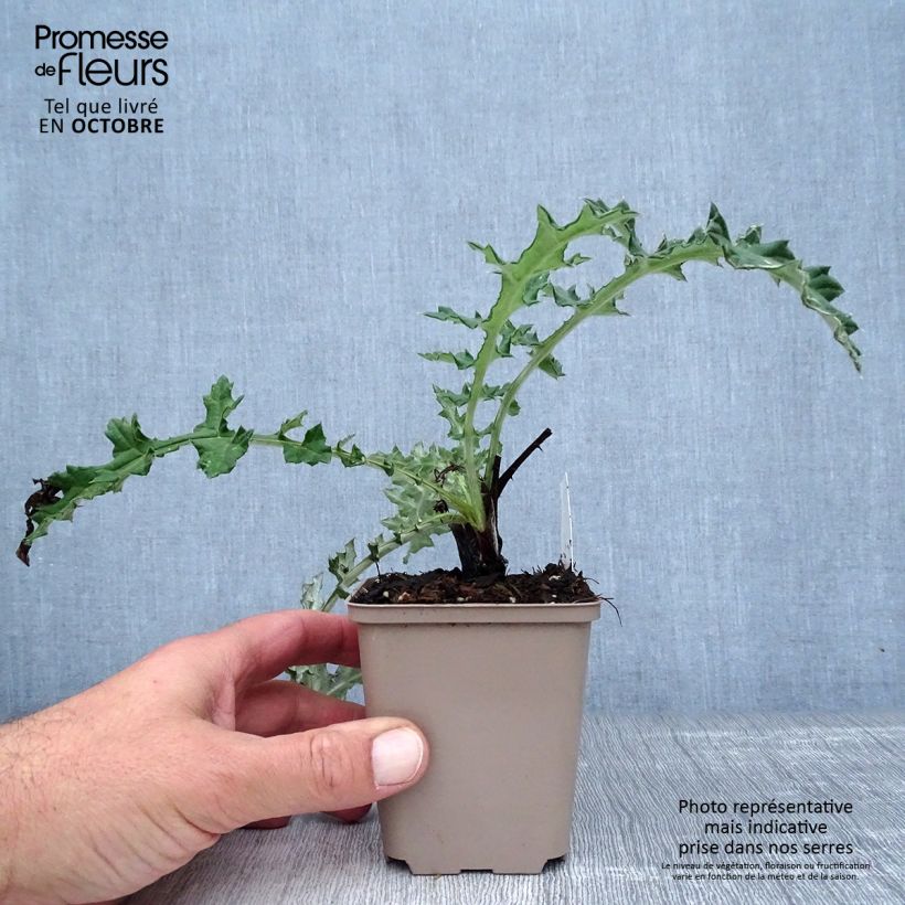 Esemplare di Echinops sphaerocephalum Arctic Glow - Cardo-pallottola maggiore Vasetto da 8/9 cm come consegnato in autunno
