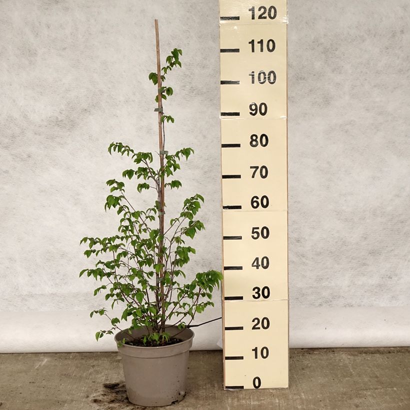 Ostrya carpinifolia - Carpino nero Vaso da 7,5L/10L esemplare consegnato in primavera