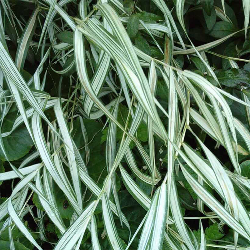 Chasmanthium latifolium River Mist (Fioritura)